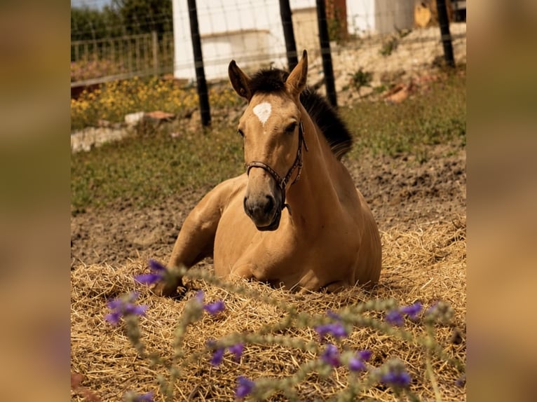 Lusitanien Jument 1 Année 163 cm Buckskin in Caldas da Rainha