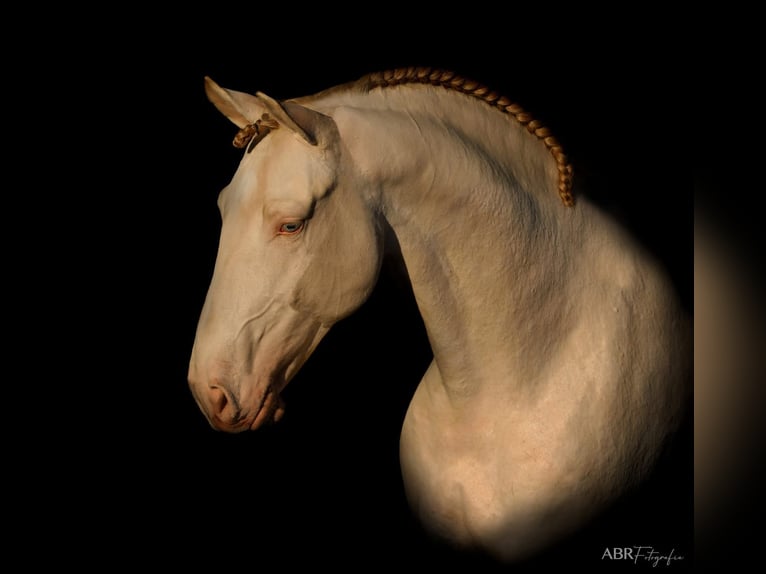 Lusitanien Jument 1 Année 163 cm Buckskin in Caldas da Rainha