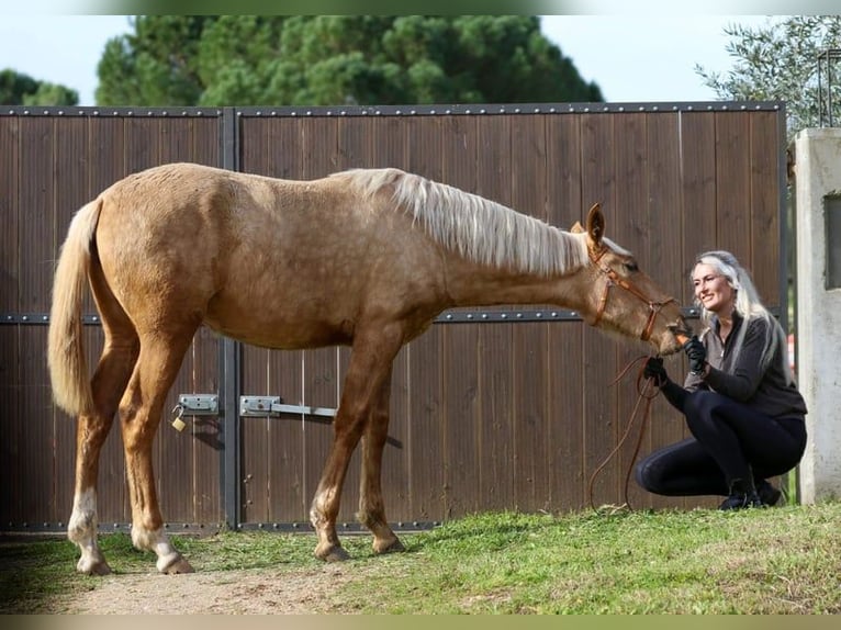 Lusitanien Jument 1 Année 163 cm Palomino in Rio Maior