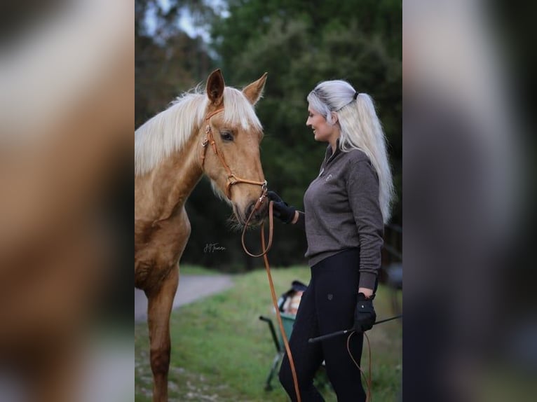 Lusitanien Jument 1 Année 163 cm Palomino in Rio Maior