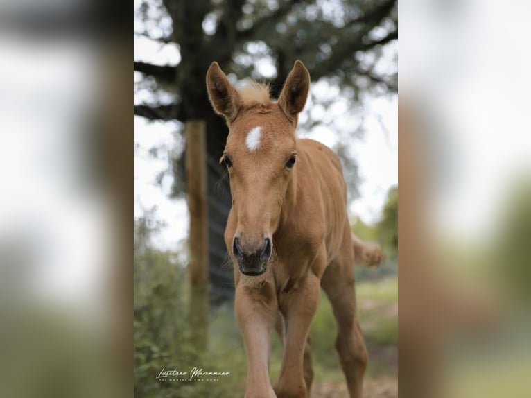 Lusitanien Jument 1 Année 163 cm Palomino in Rio Maior