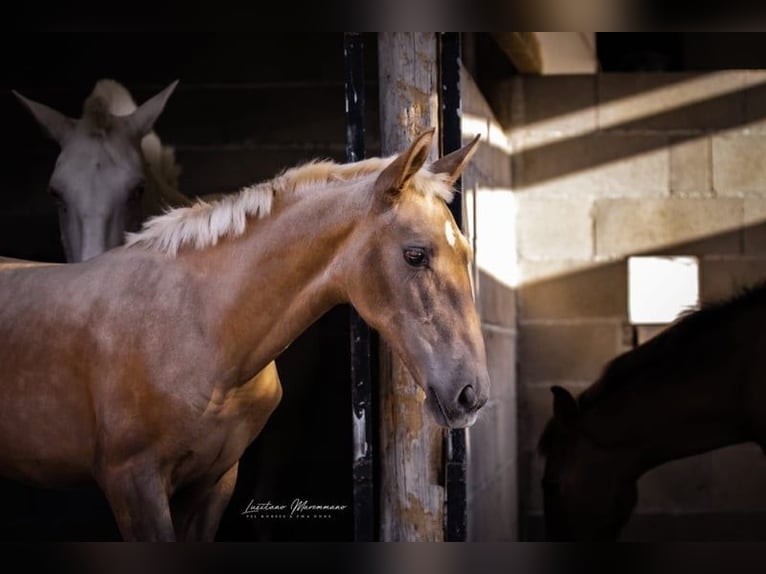 Lusitanien Jument 1 Année 163 cm Palomino in Rio Maior