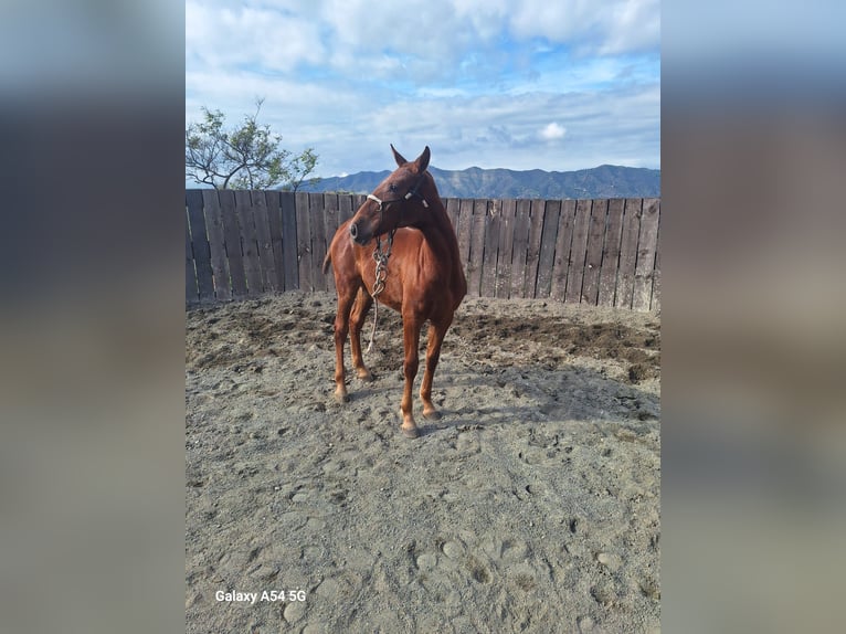 Lusitanien Croisé Jument 1 Année 165 cm Alezan brûlé in Malaga