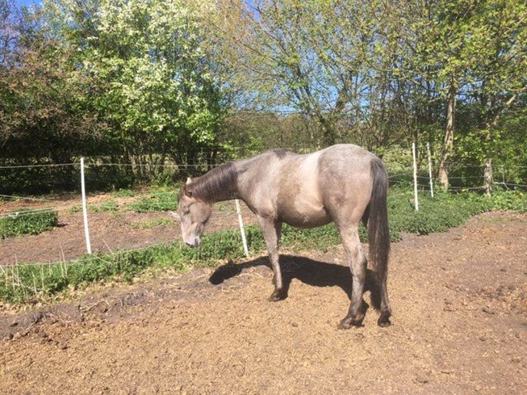 Lusitanien Croisé Jument 1 Année 165 cm Gris (bai-dun) in Groß Vollstedt