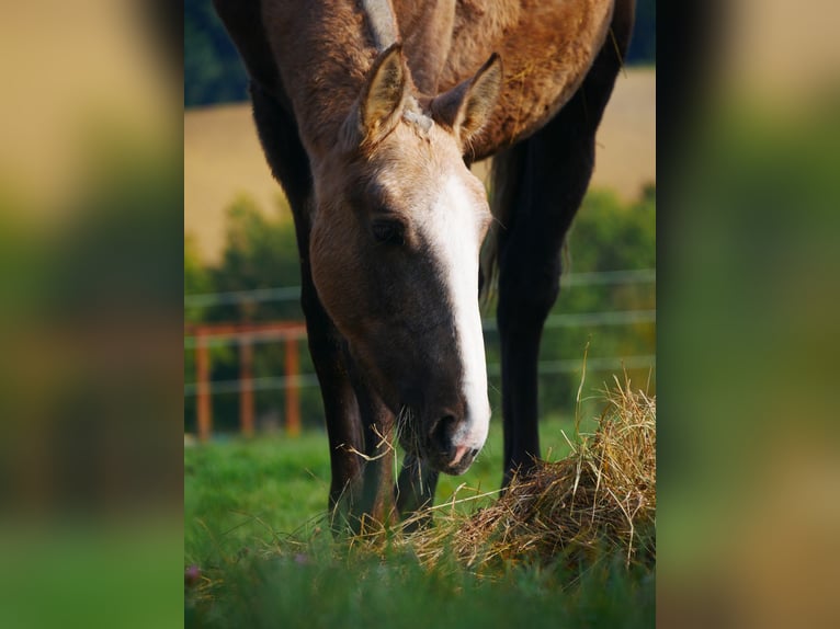 Lusitanien Jument 1 Année 165 cm Palomino in samatan