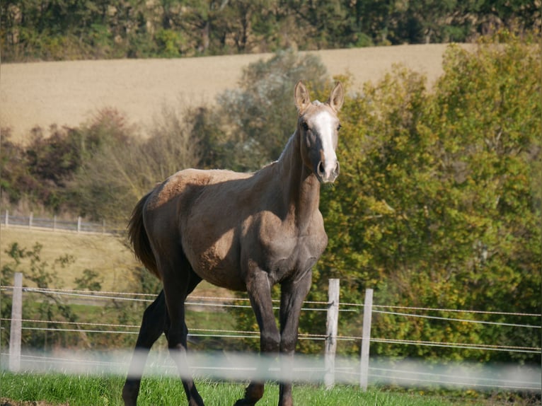 Lusitanien Jument 1 Année 165 cm Palomino in samatan