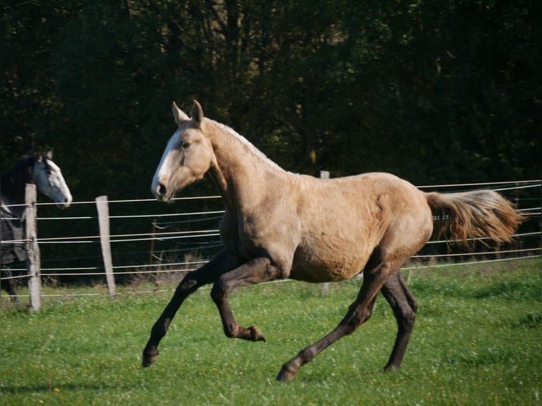 Lusitanien Jument 1 Année 165 cm Palomino in samatan