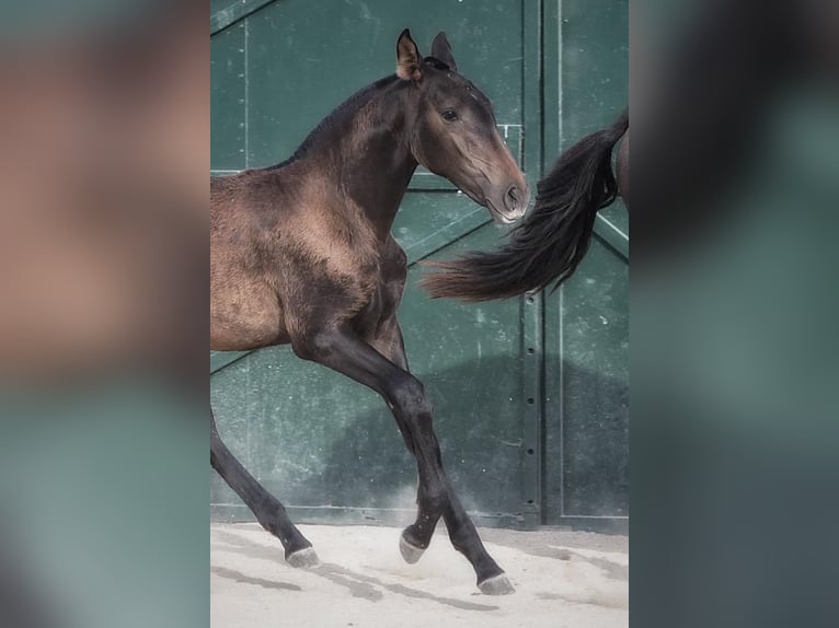 Lusitanien Jument 1 Année Bai brun in Soyen