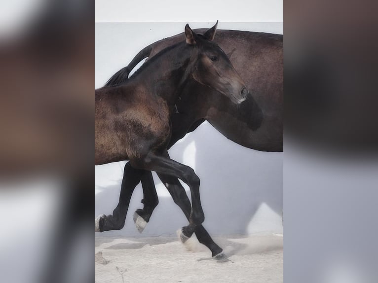 Lusitanien Jument 1 Année Bai brun in Soyen