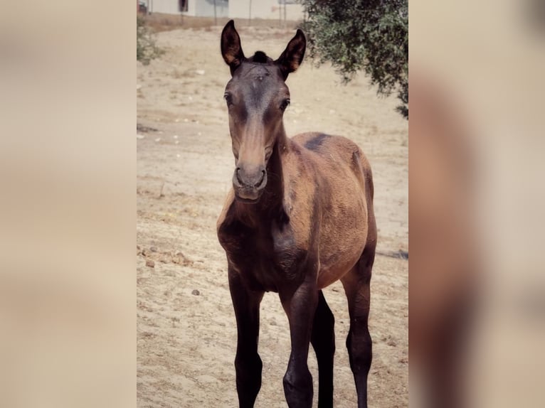 Lusitanien Jument 1 Année Bai brun in Soyen