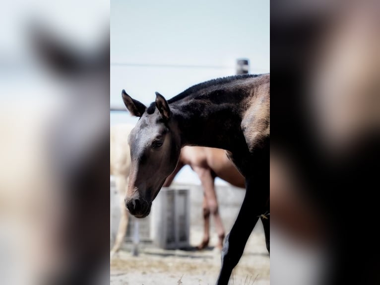 Lusitanien Jument 1 Année Bai brun in Soyen