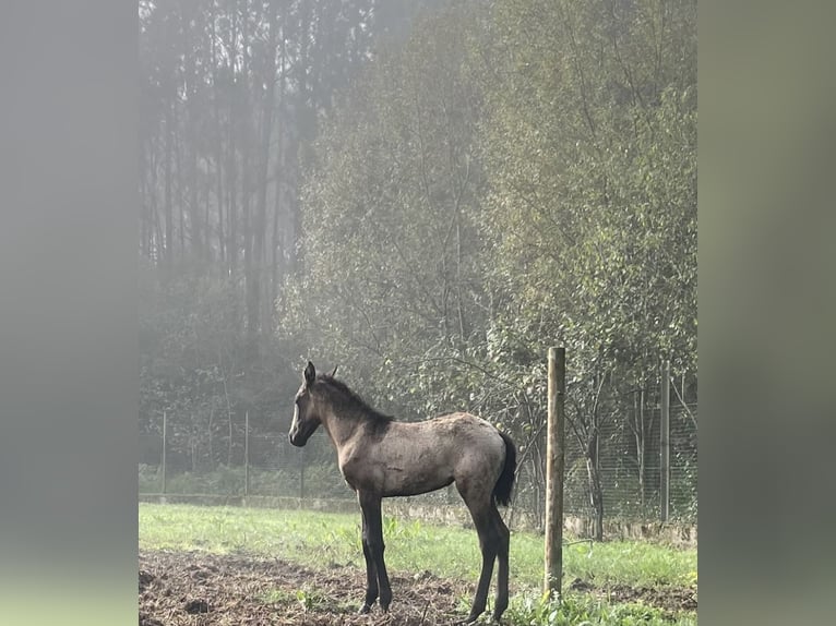 Lusitanien Jument 1 Année Bai cerise in Ourém