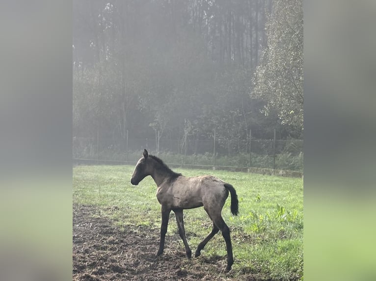 Lusitanien Jument 1 Année Bai cerise in Ourém