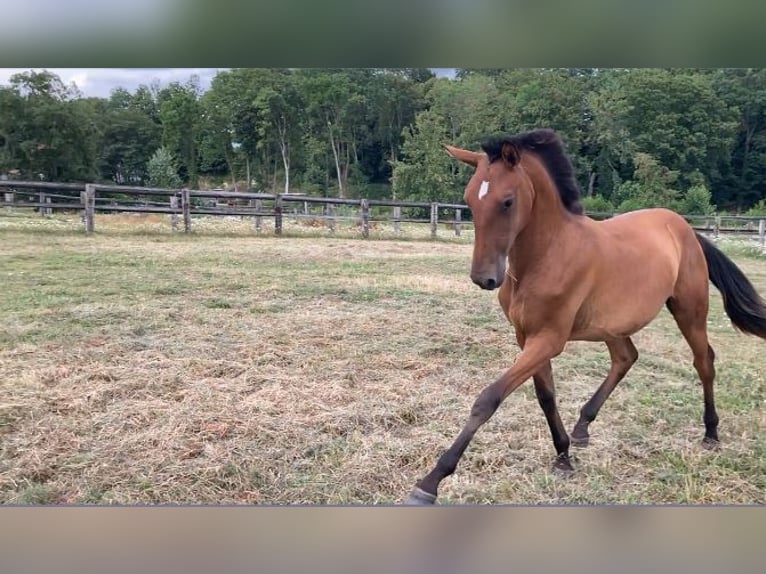 Lusitanien Jument 1 Année Bai clair in NORD PROCHE BELGIQUE
