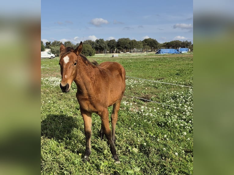 Lusitanien Croisé Jument 1 Année Bai in Tarrega