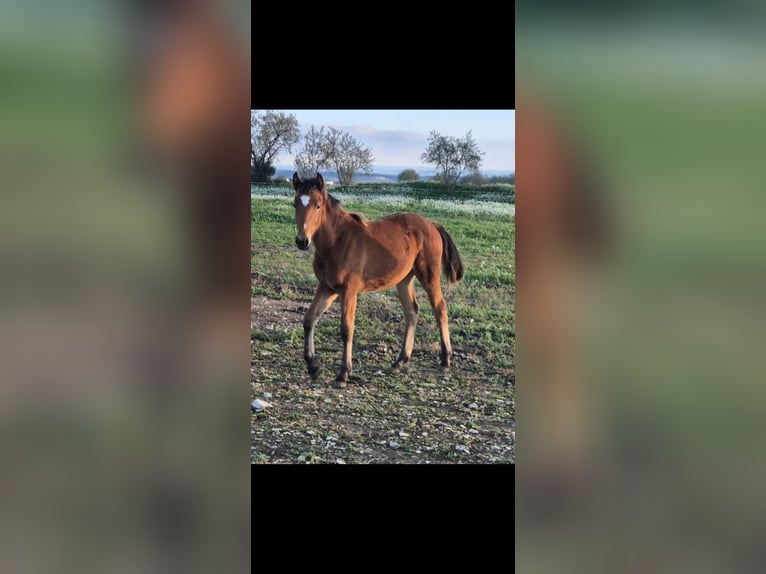 Lusitanien Croisé Jument 1 Année Bai in Tarrega