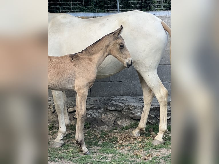 Lusitanien Jument 1 Année Buckskin in Espirdo