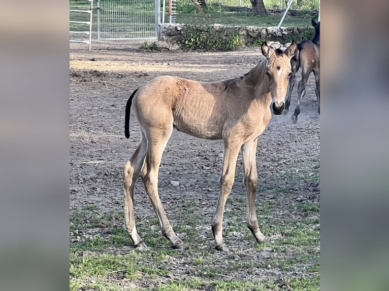 Lusitanien Jument 1 Année Buckskin in Espirdo