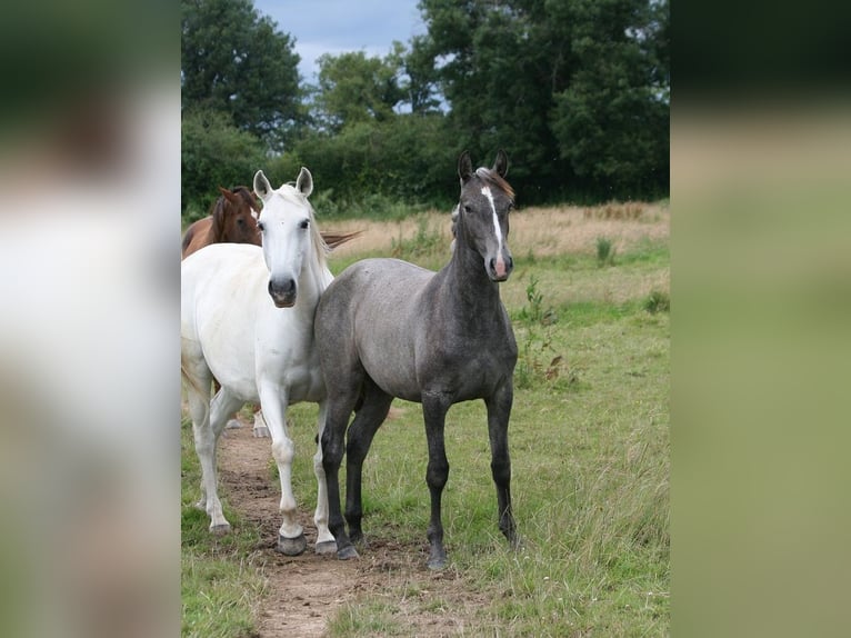 Lusitanien Jument 1 Année Gris in Saligny sur Roudon