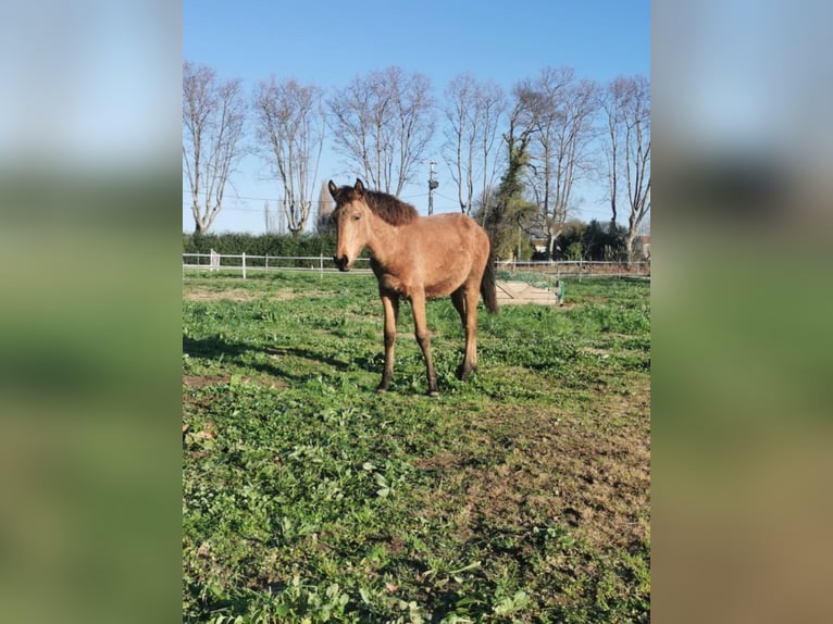 Lusitanien Jument 1 Année Isabelle in Châteaurenard