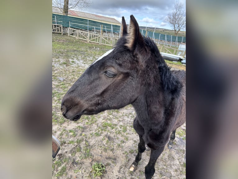 Lusitanien Jument 1 Année Noir in Espinar, De El (Estacion)