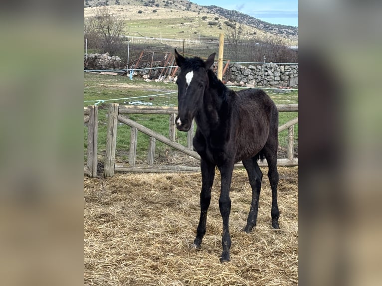 Lusitanien Jument 1 Année Noir in Espinar, De El (Estacion)