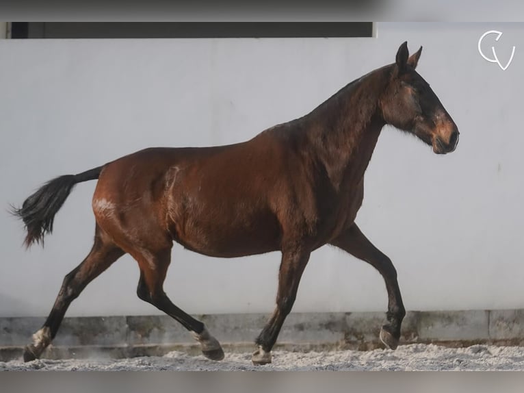 Lusitanien Jument 20 Ans 162 cm Gris (bai-dun) in Agua Derramada