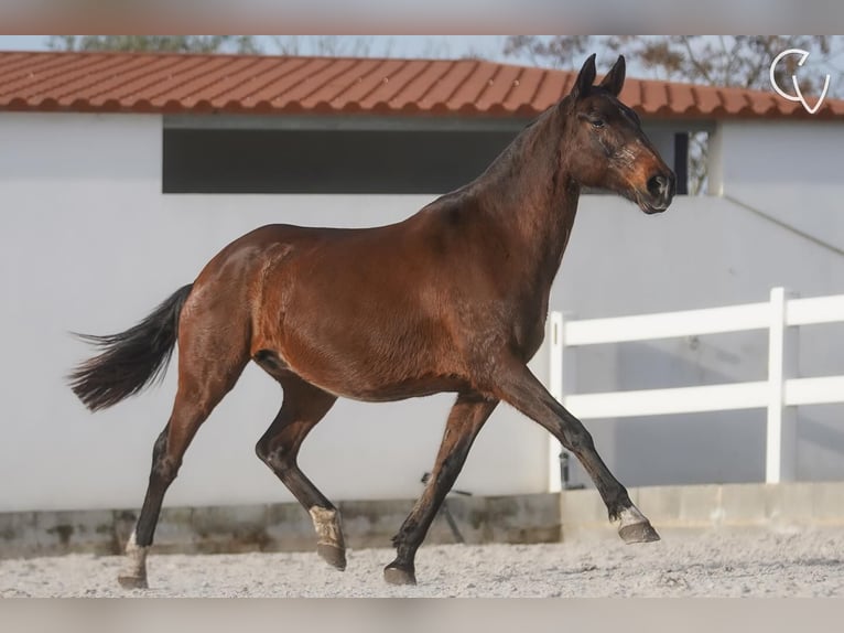 Lusitanien Jument 21 Ans 162 cm Gris (bai-dun) in Agua Derramada