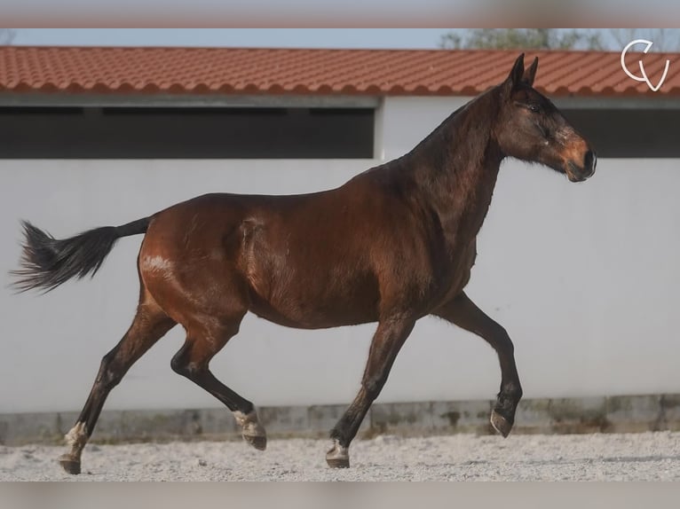 Lusitanien Jument 21 Ans 162 cm Gris (bai-dun) in Agua Derramada