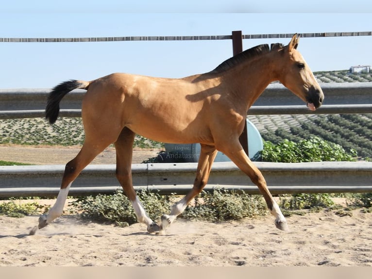 Lusitanien Jument 2 Ans 145 cm Isabelle in Provinz Cordoba