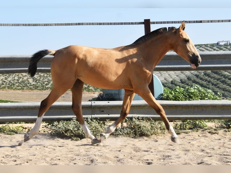 Lusitanien Jument 2 Ans 148 cm Isabelle in Provinz Cordoba