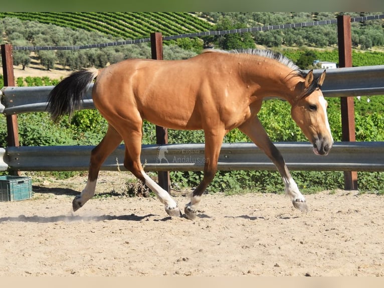 Lusitanien Jument 2 Ans 148 cm Isabelle in Provinz Cordoba