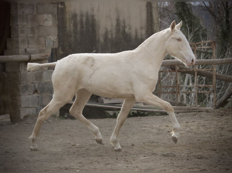 Lusitanien Jument 2 Ans 150 cm Cremello in Valencia