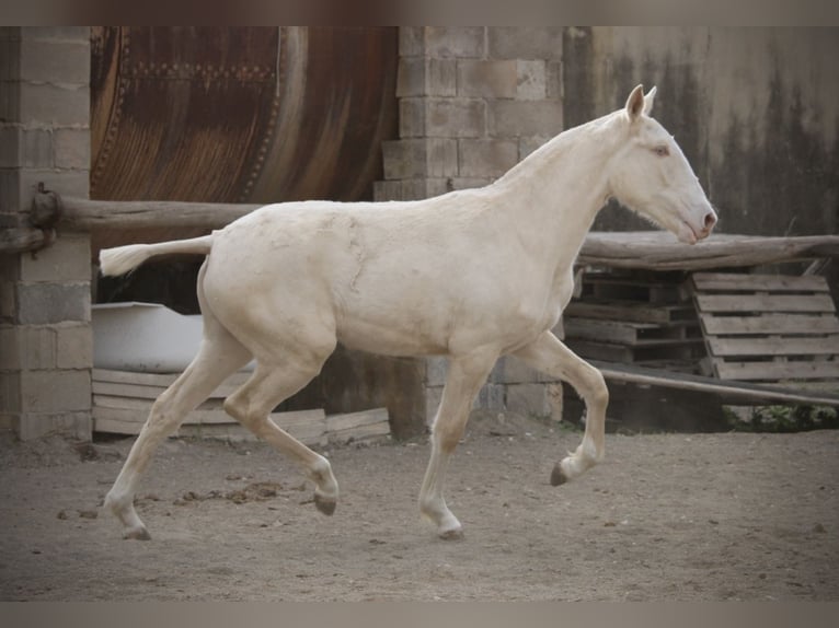 Lusitanien Jument 2 Ans 150 cm Cremello in Valencia