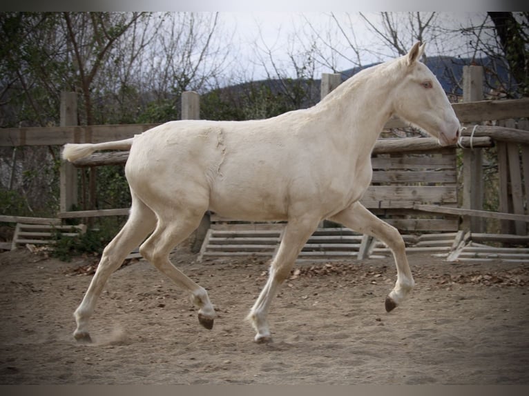 Lusitanien Jument 2 Ans 150 cm Cremello in Valencia