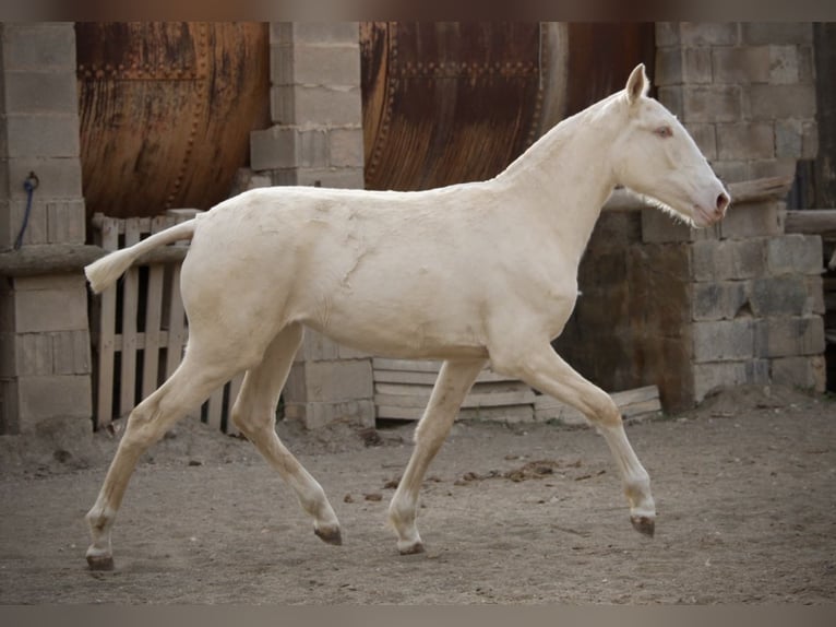 Lusitanien Jument 2 Ans 150 cm Cremello in Valencia