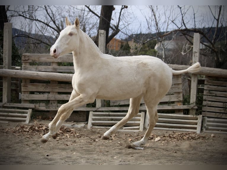 Lusitanien Jument 2 Ans 150 cm Cremello in Valencia