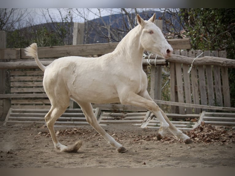 Lusitanien Jument 2 Ans 150 cm Cremello in Valencia