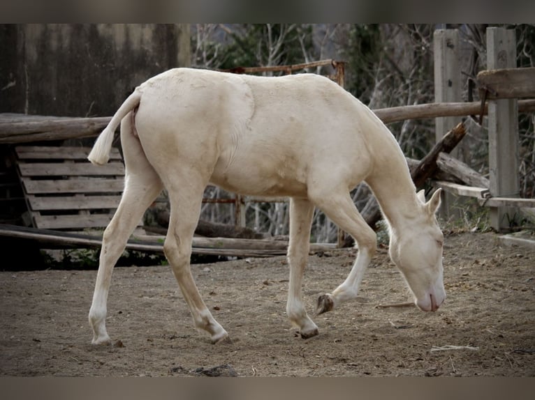 Lusitanien Jument 2 Ans 150 cm Cremello in Valencia