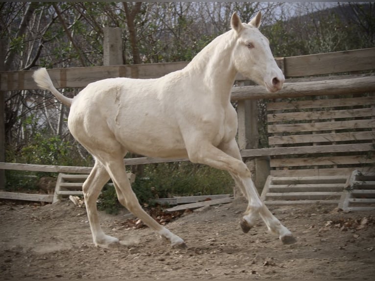 Lusitanien Jument 2 Ans 150 cm Cremello in Valencia