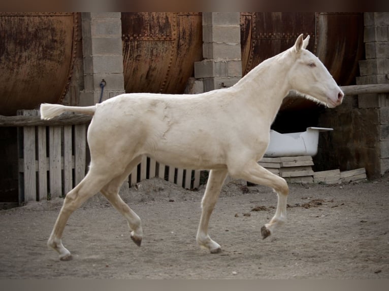 Lusitanien Jument 2 Ans 150 cm Cremello in Valencia