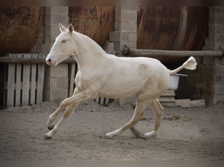 Lusitanien Jument 2 Ans 150 cm Cremello in Valencia