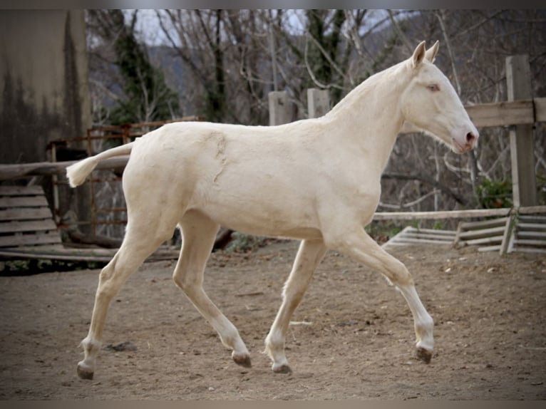 Lusitanien Jument 2 Ans 150 cm Cremello in Valencia