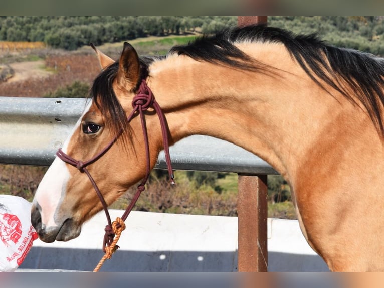 Lusitanien Jument 2 Ans 150 cm Isabelle in Provinz Cordoba