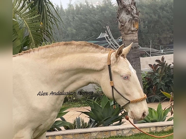 Lusitanien Jument 2 Ans 152 cm Perlino in Sevilla