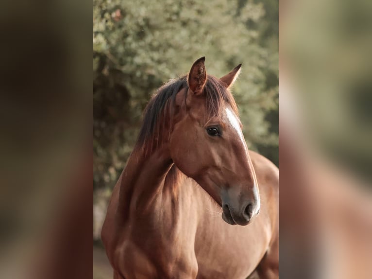 Lusitanien Jument 2 Ans 158 cm Bai in Rio Maior