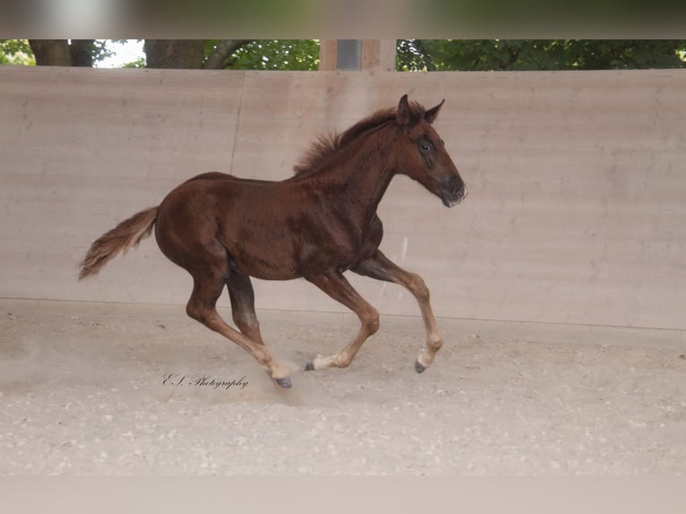 Lusitanien Jument 2 Ans 160 cm Alezan brûlé in W&#xF6;llstein