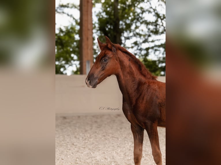 Lusitanien Jument 2 Ans 160 cm Alezan brûlé in W&#xF6;llstein