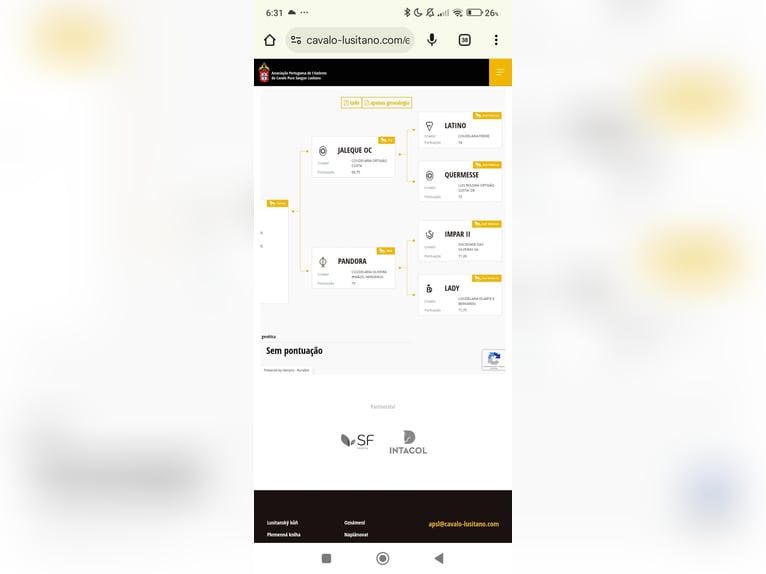 Lusitanien Jument 2 Ans 160 cm Bai brun in Havlíčkův Brod