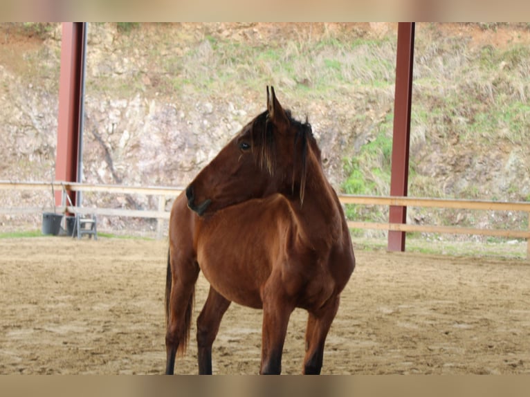 Lusitanien Jument 2 Ans 160 cm Bai in Cenves